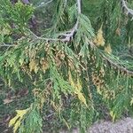 Calocedrus decurrens Leht