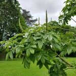 Aesculus californica Hostoa