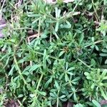 Galium verrucosumBlad