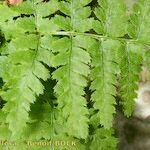 Dryopteris pallida पत्ता