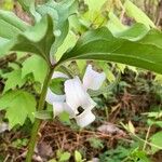 Trillium catesbaei Leaf