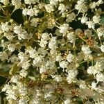 Sambucus nigra Flower