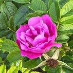 Rosa rugosa花