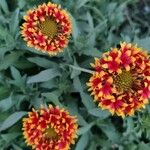 Gaillardia pulchella花