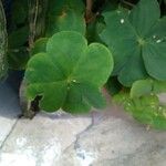 Oxalis debilis पत्ता