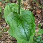 Smilax tamnoides Blatt