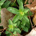 Euphorbia verrucosa Leaf