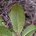 Syzygium mouanum Blad