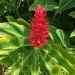 Alpinia purpurataÕis