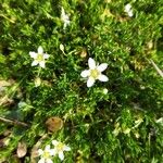 Moehringia ciliataFlower