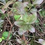 Chamaedaphne calyculata Leaf