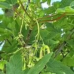 Acer spicatum Frukto