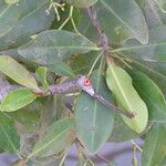 Rhizophora mangle Rinde
