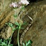 Valeriana apula Habit