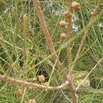 Casuarina glauca Gyümölcs