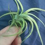 Tillandsia paucifolia Frunză