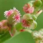 Rumex arifolius 花