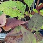 Symphyotrichum cordifolium Blad