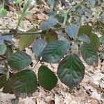 Rubus macrophyllus Blad