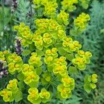 Euphorbia seguieriana Blüte