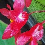 Begonia coccinea 花