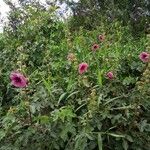 Pavonia urens Hábito