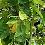 Catalpa ovata Inny