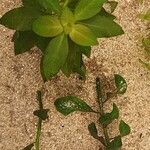 Ludwigia palustris Агульны выгляд