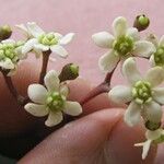 Nectandra purpurea Flor