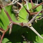 Euphorbia grandicornis Blatt