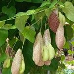 Aristolochia littoralis Libunga