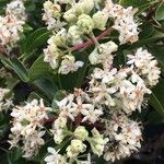 Calycophyllum multiflorum Flor