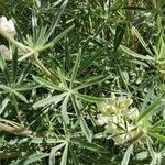 Lupinus argenteus Leaf