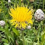 Centaurea macrocephala Other