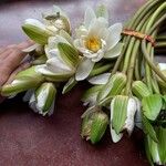 Nymphaea candidaFlower