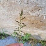 Polypogon viridis Blomma