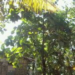 Artocarpus odoratissimus Blatt