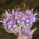 Phacelia californica 花