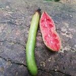 Xylopia aethiopica Φρούτο