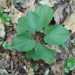 Dioscorea villosa Blatt