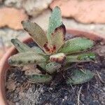 Kalanchoe tomentosa Leaf