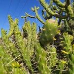 Opuntia triacanthos Leaf