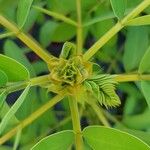 Senna didymobotrya Sonstige