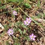 Spergularia rubra Flor