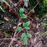 Rubus camptostachys 葉