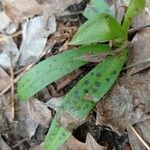 Orchis provincialis Blad