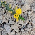 Genista pilosa Flower