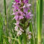 Dactylorhiza incarnata Foglia