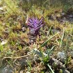 Muscari comosum Bloem