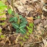 Goodyera pubescens Blatt